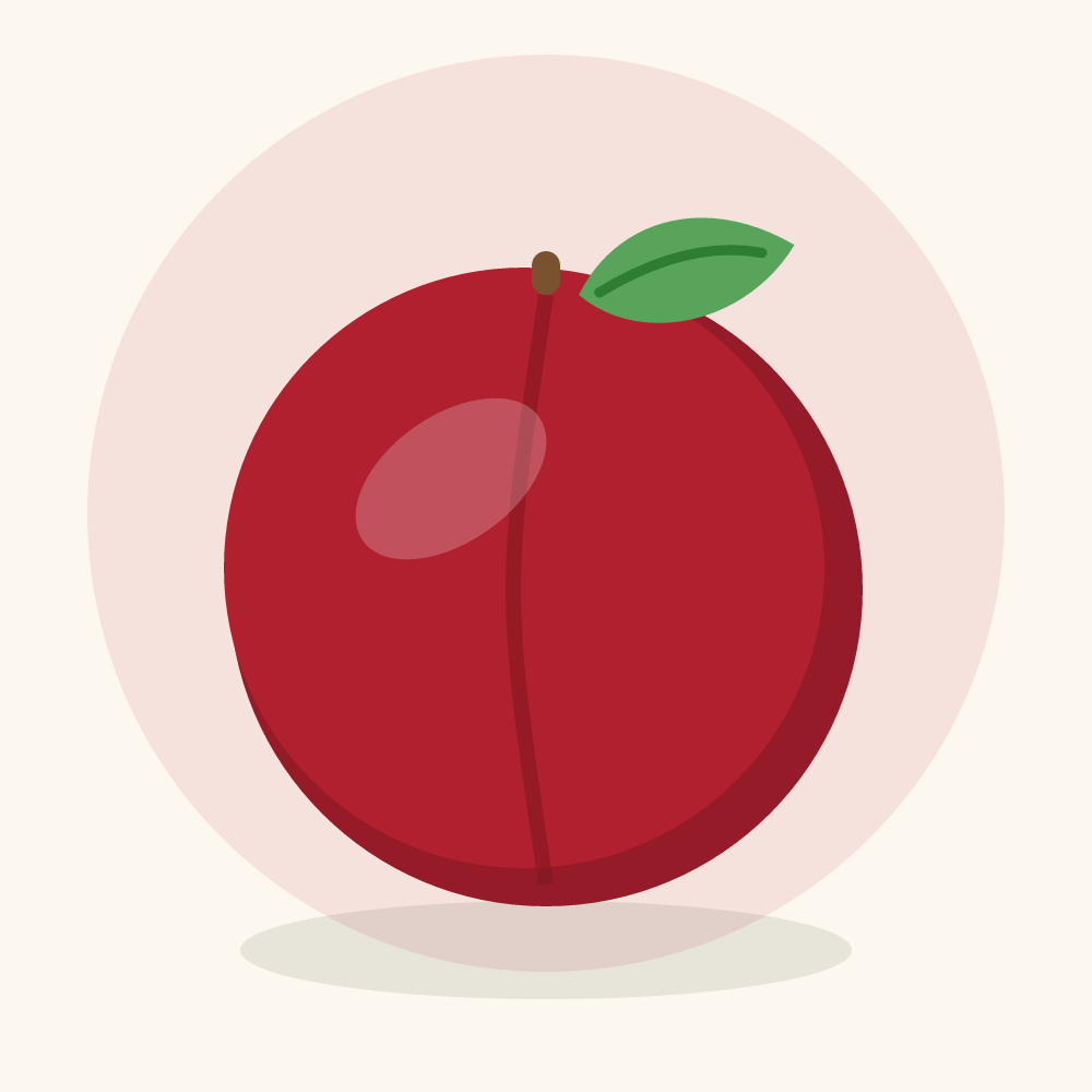 American plum illustration