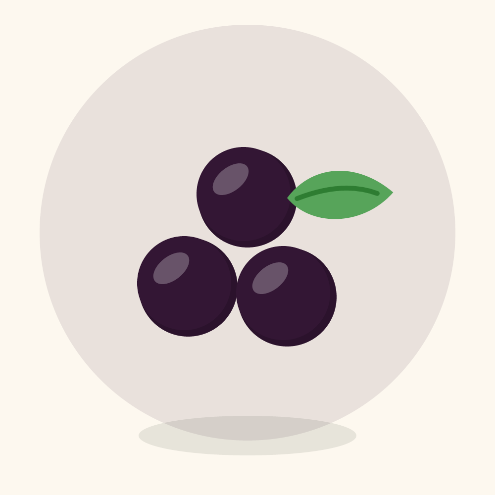 Black raspberry illustration