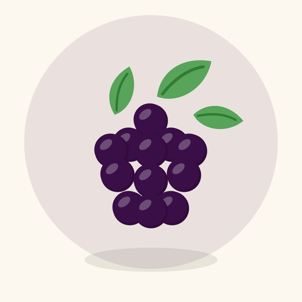 Blackberry illustration