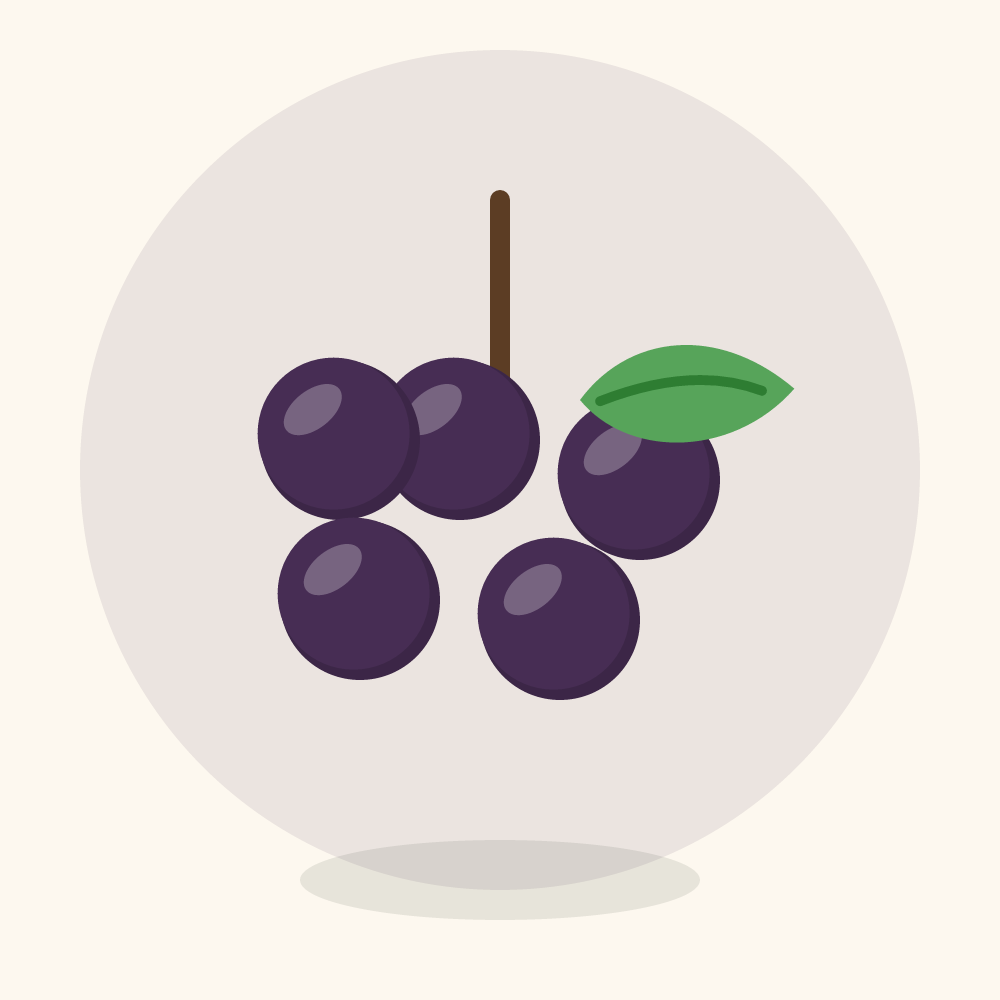 Blackcurrant illustration