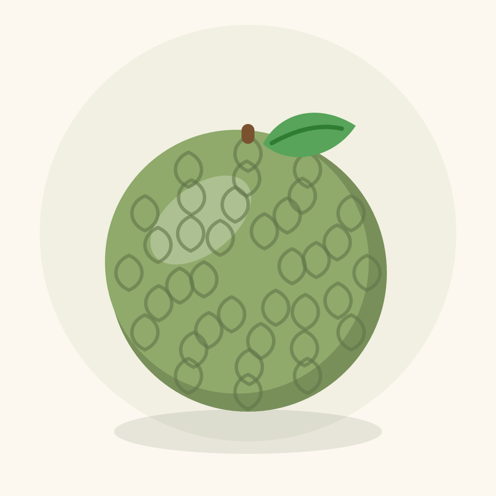 Cherimoya illustration
