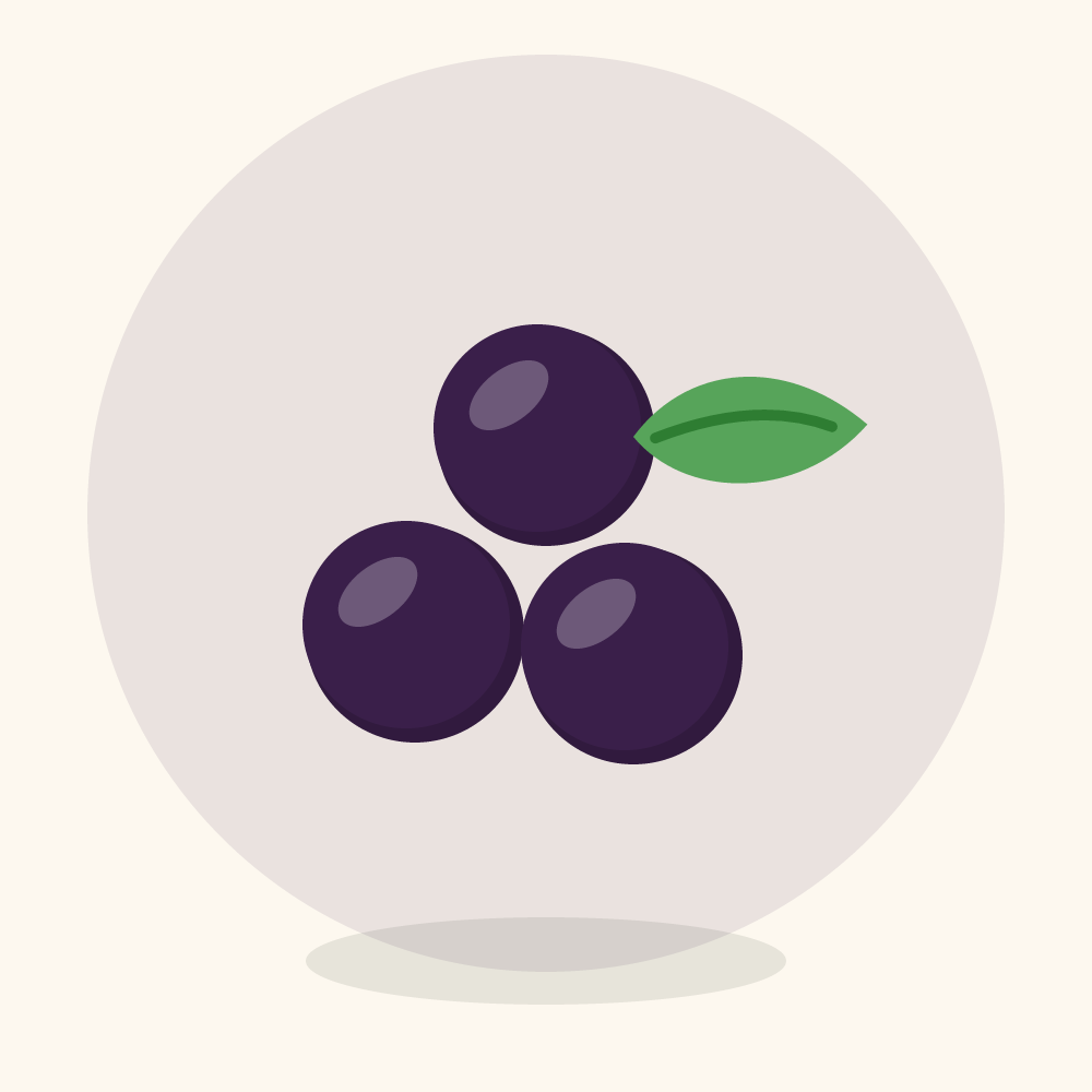 Concord grape illustration