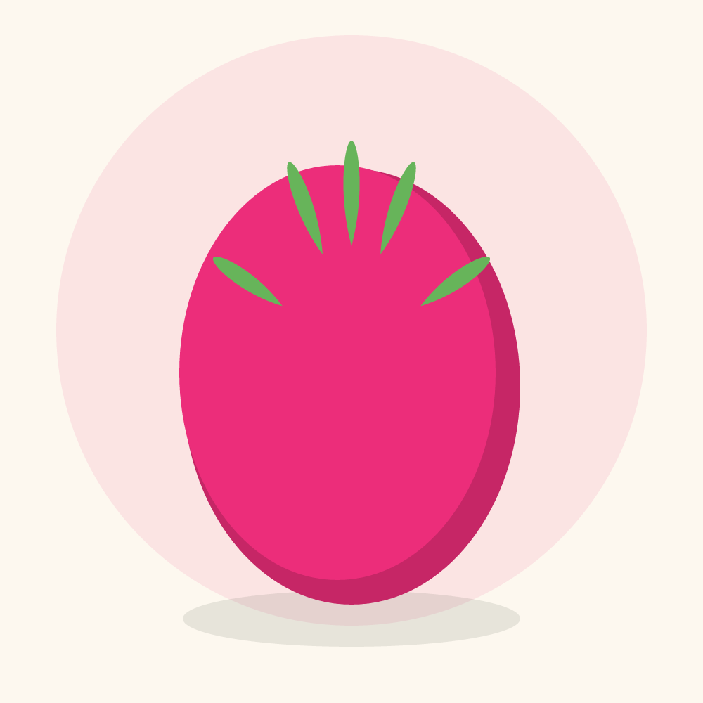 Dragon fruit illustration