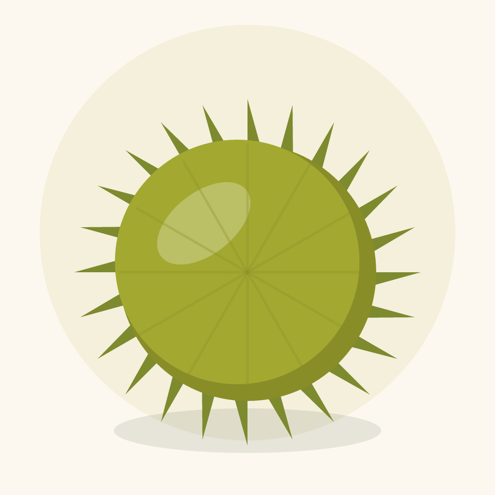 Durian illustration