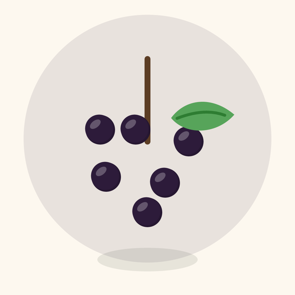 Elderberry illustration