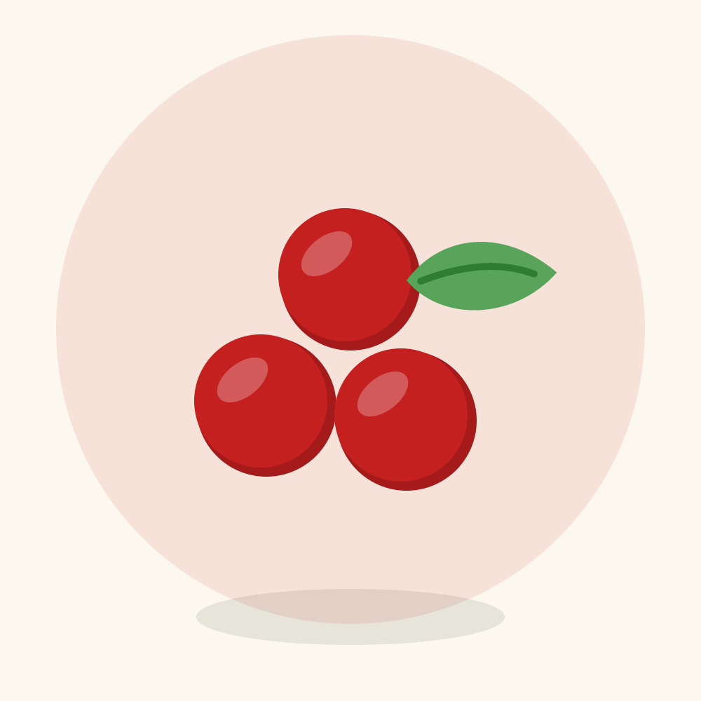 Highbush cranberry illustration