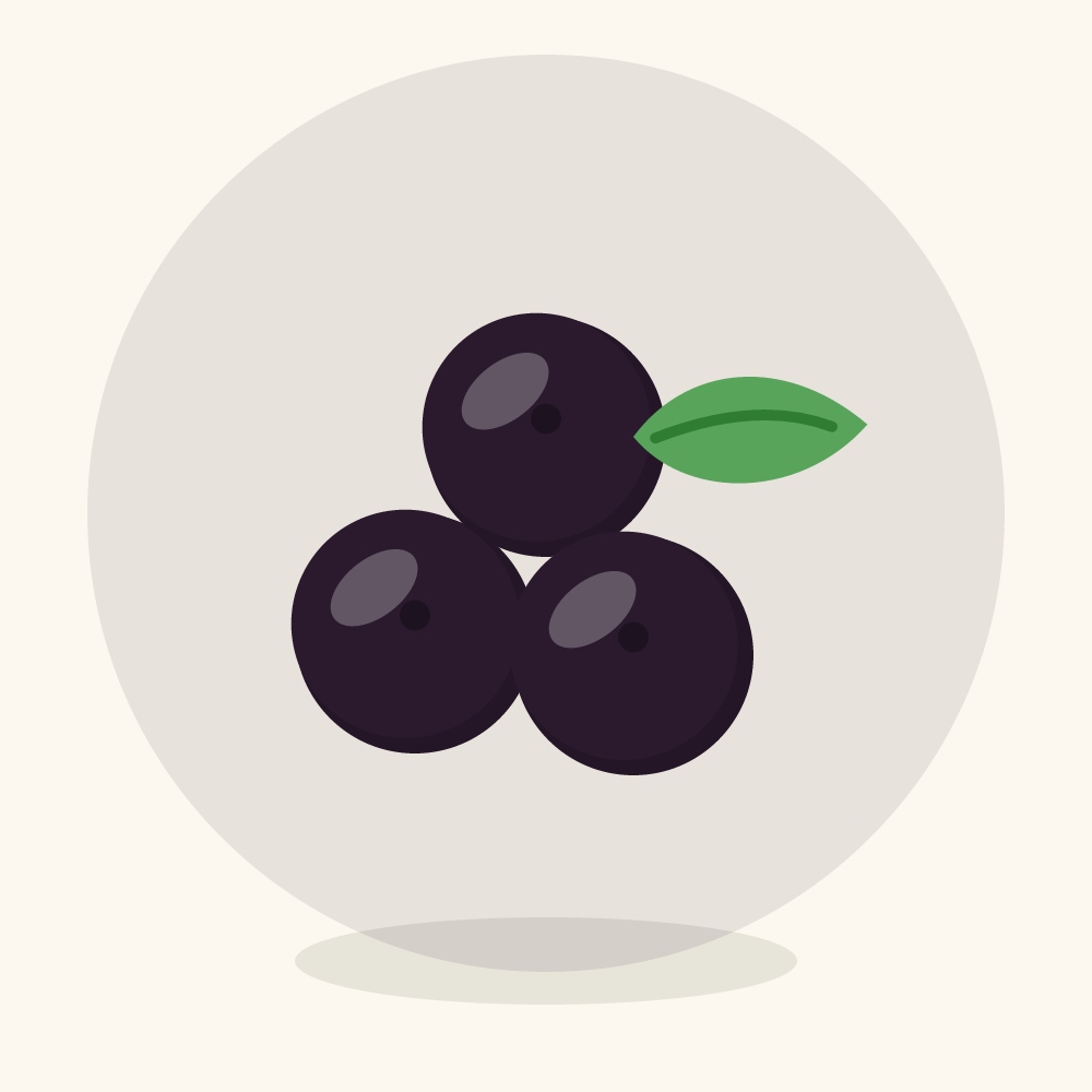 Jabuticaba illustration