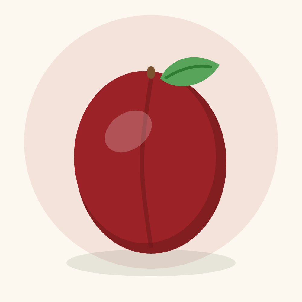 Jujube illustration