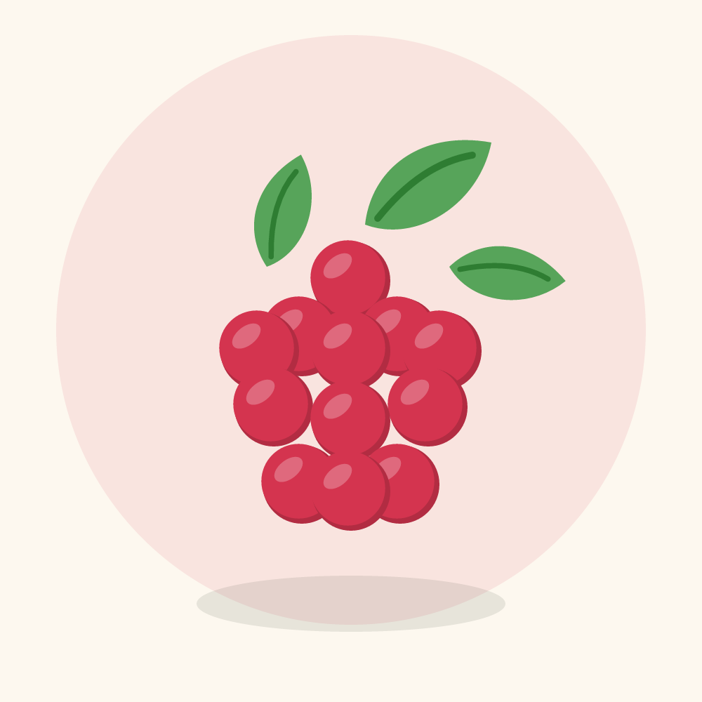 Kousa dogwood illustration