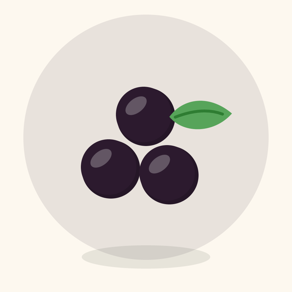 Marionberry illustration