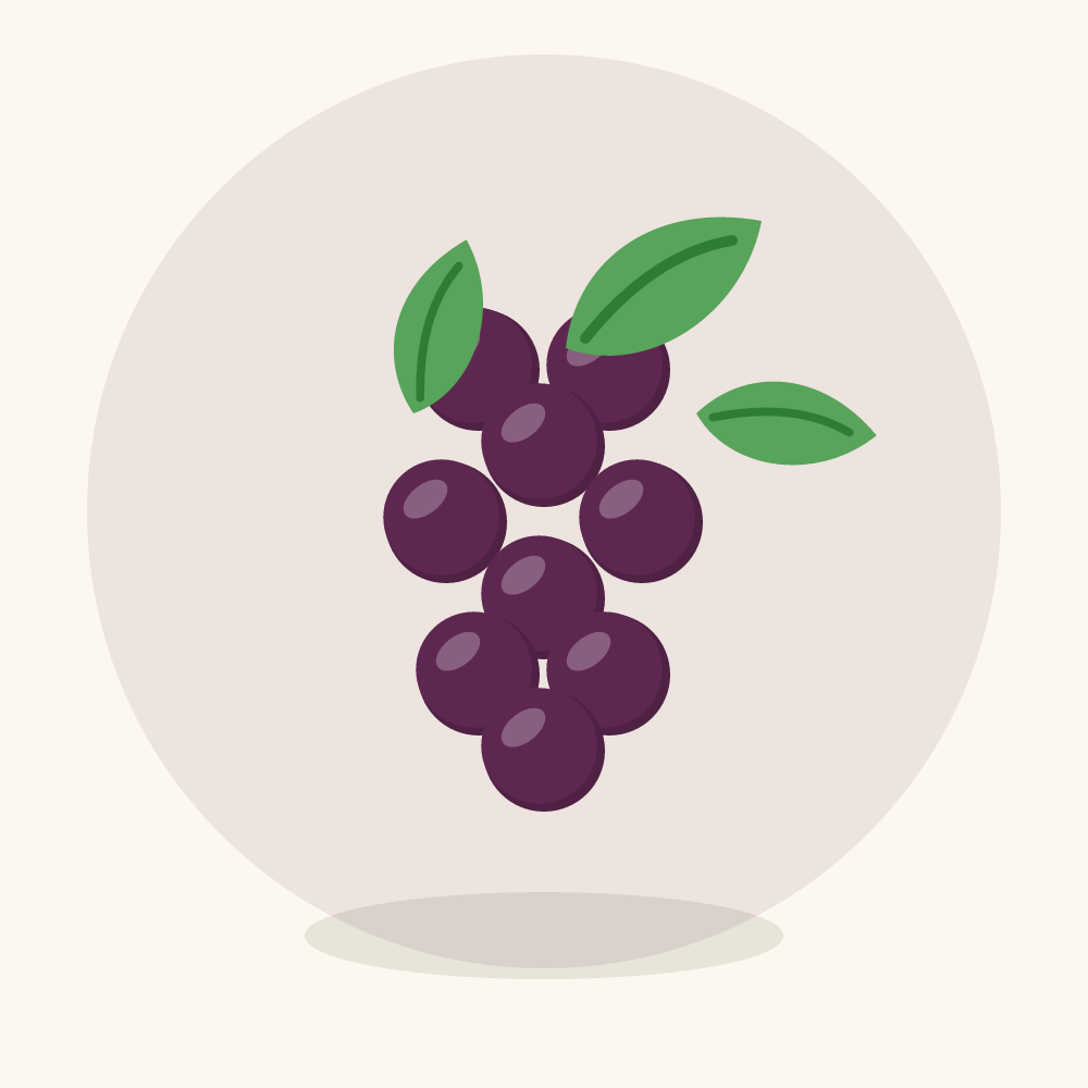 Mulberry illustration