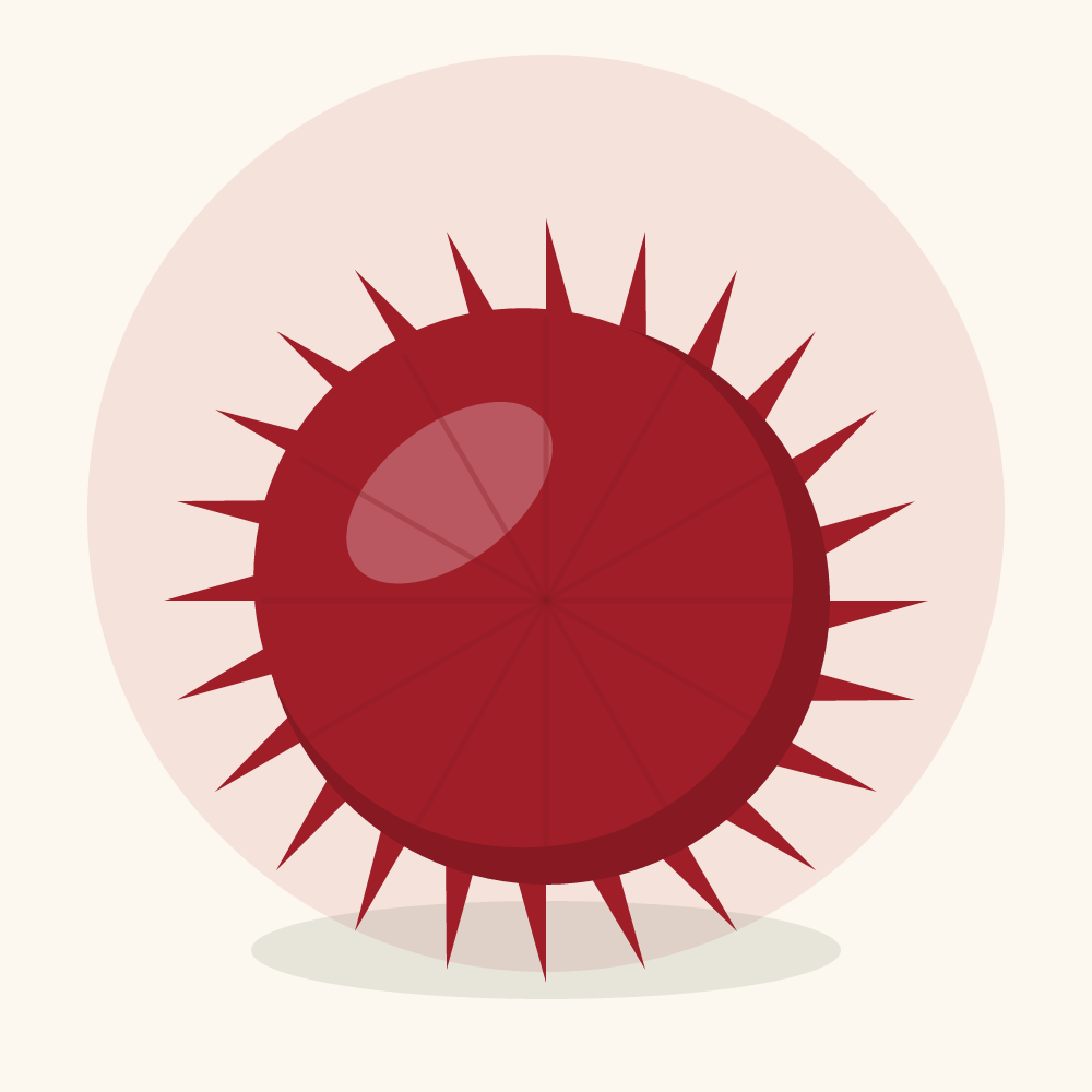 Pulasan illustration