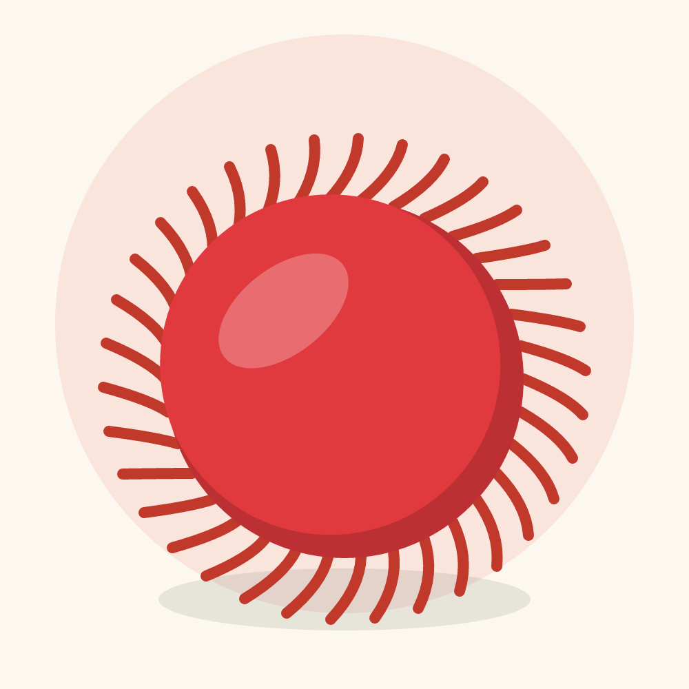 Rambutan illustration