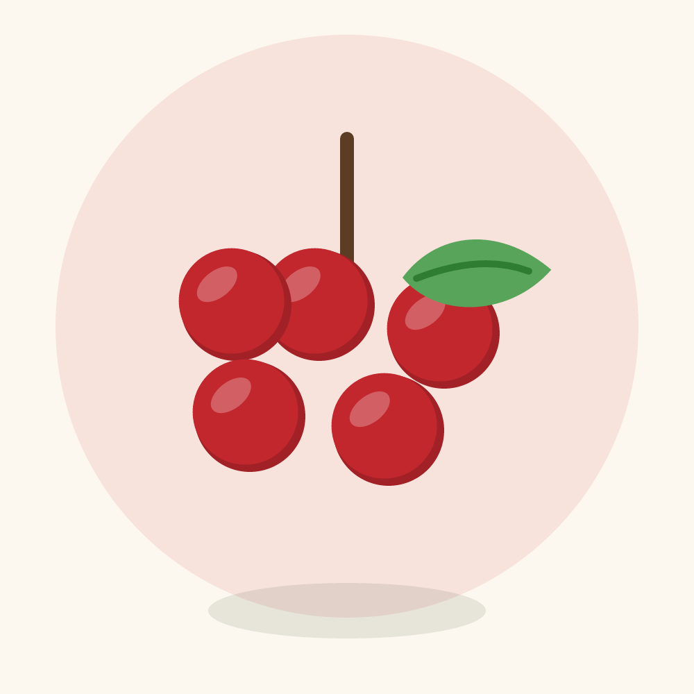Redcurrant illustration