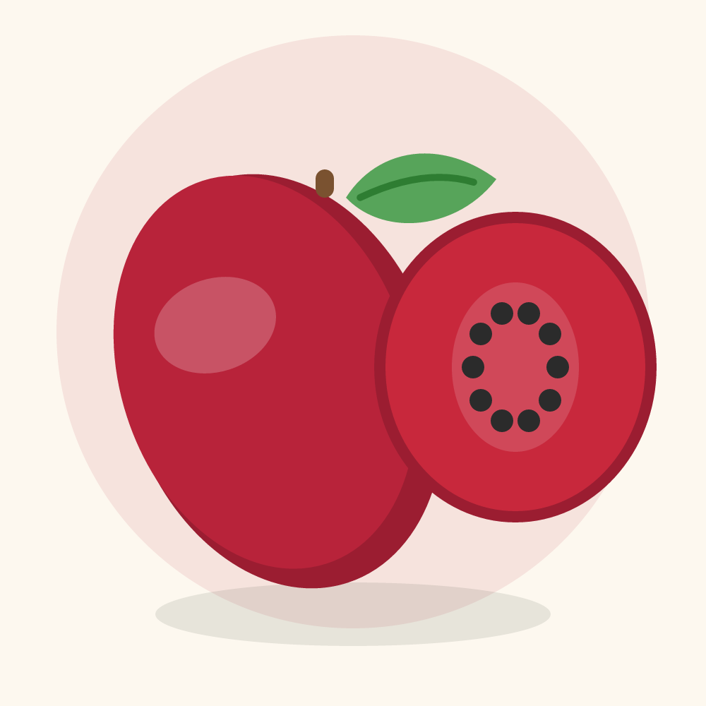 Saguaro fruit illustration
