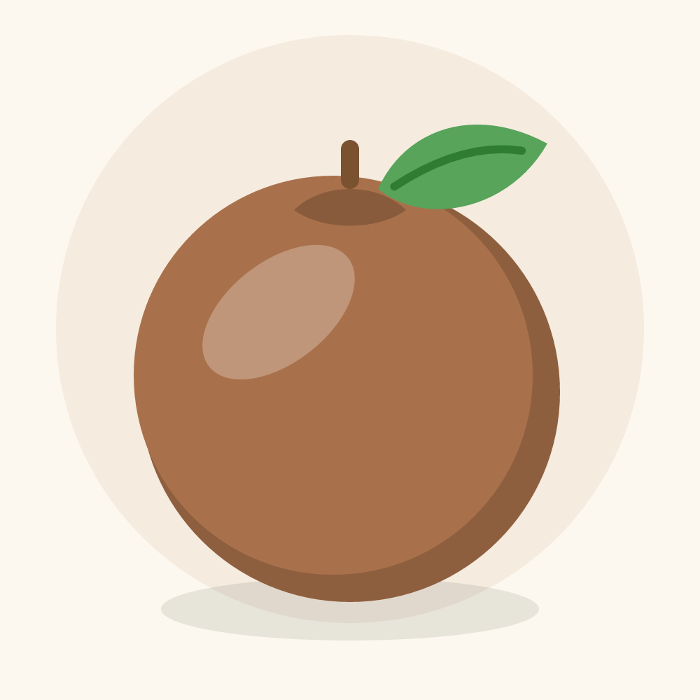 Sapodilla illustration