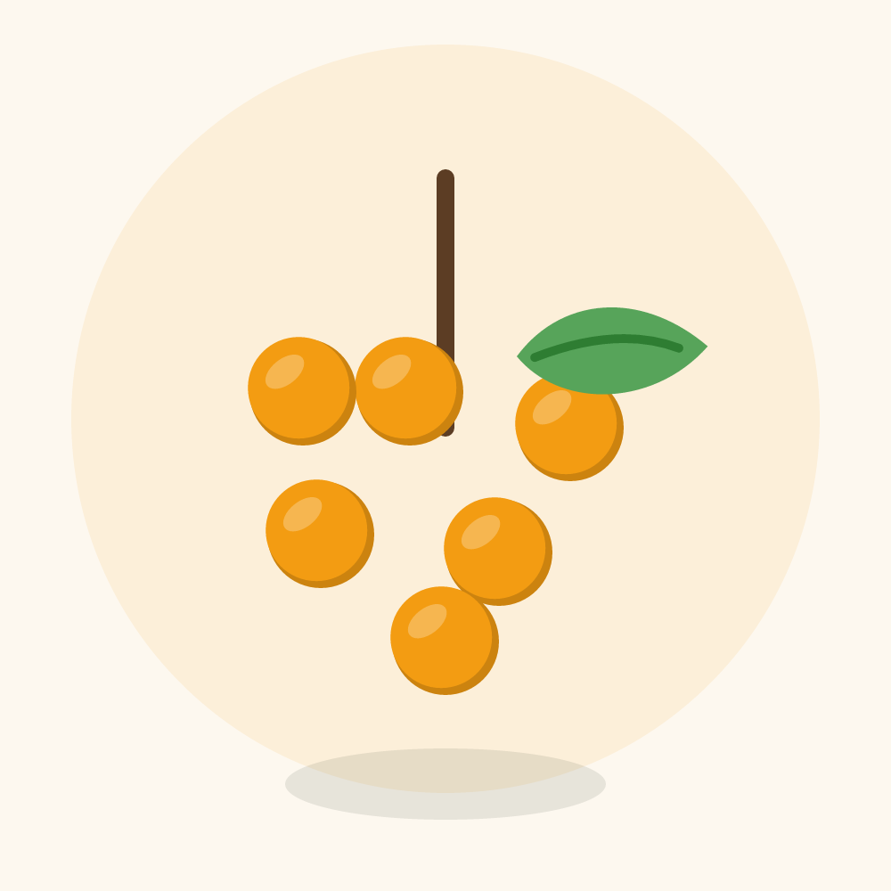 Sea buckthorn illustration